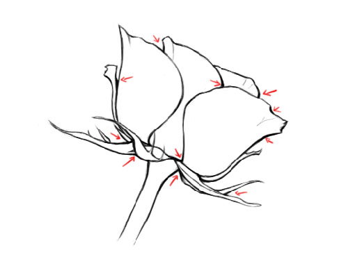 497x383 How To Draw A Flower Sharenoesis