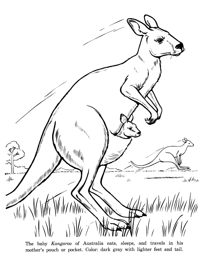 670x820 Animal Drawings Coloring Pages Kangaroo Animal Identification