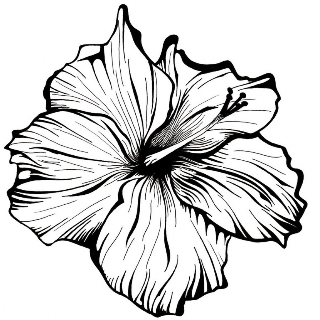 1024x1024 Flower Drawing Artists Line Drawing Of A Flower Clipartsco