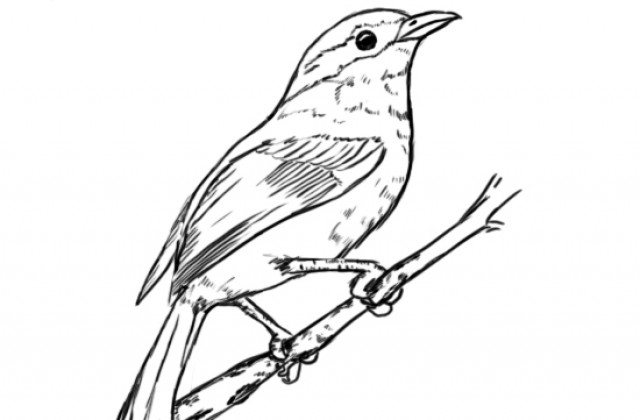 640x420 Easy Draw Birds Drawings