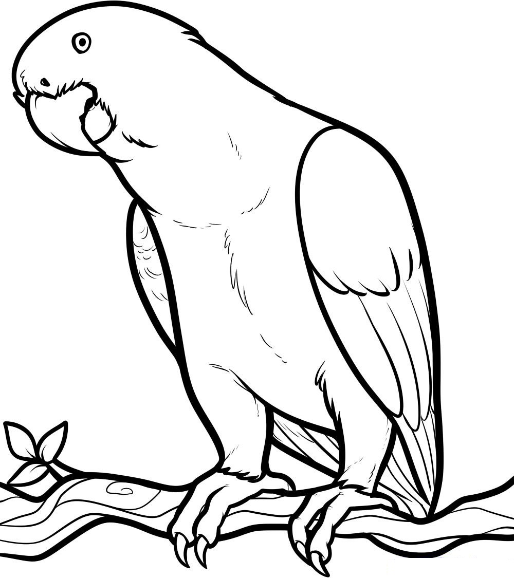 1000x1125 Drawing Parrot Pictures To Color 61 With Additional Coloring Pages