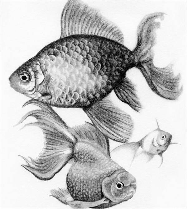 Drawing For Fish