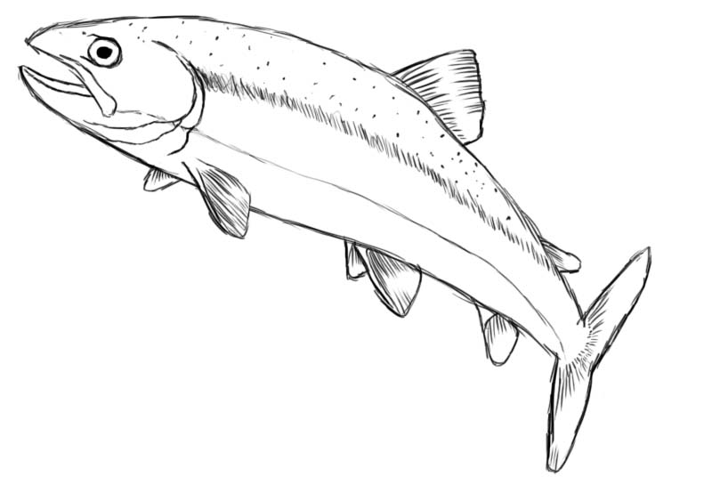 800x563 How To Draw A Fish
