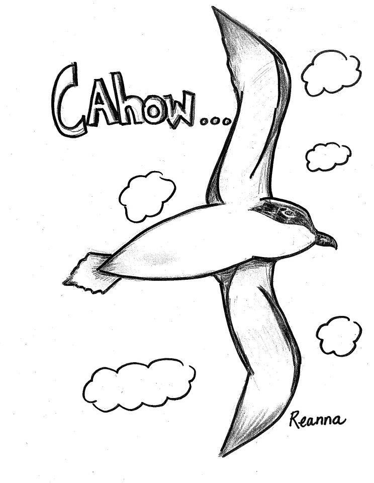 744x960 Bermuda Cahow Drawings Students (7)