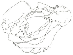 300x224 How To Paint A Rose In Watercolor