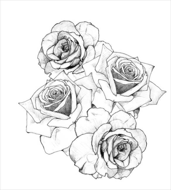 585x652 Rose Drawing Free Amp Premium Templates