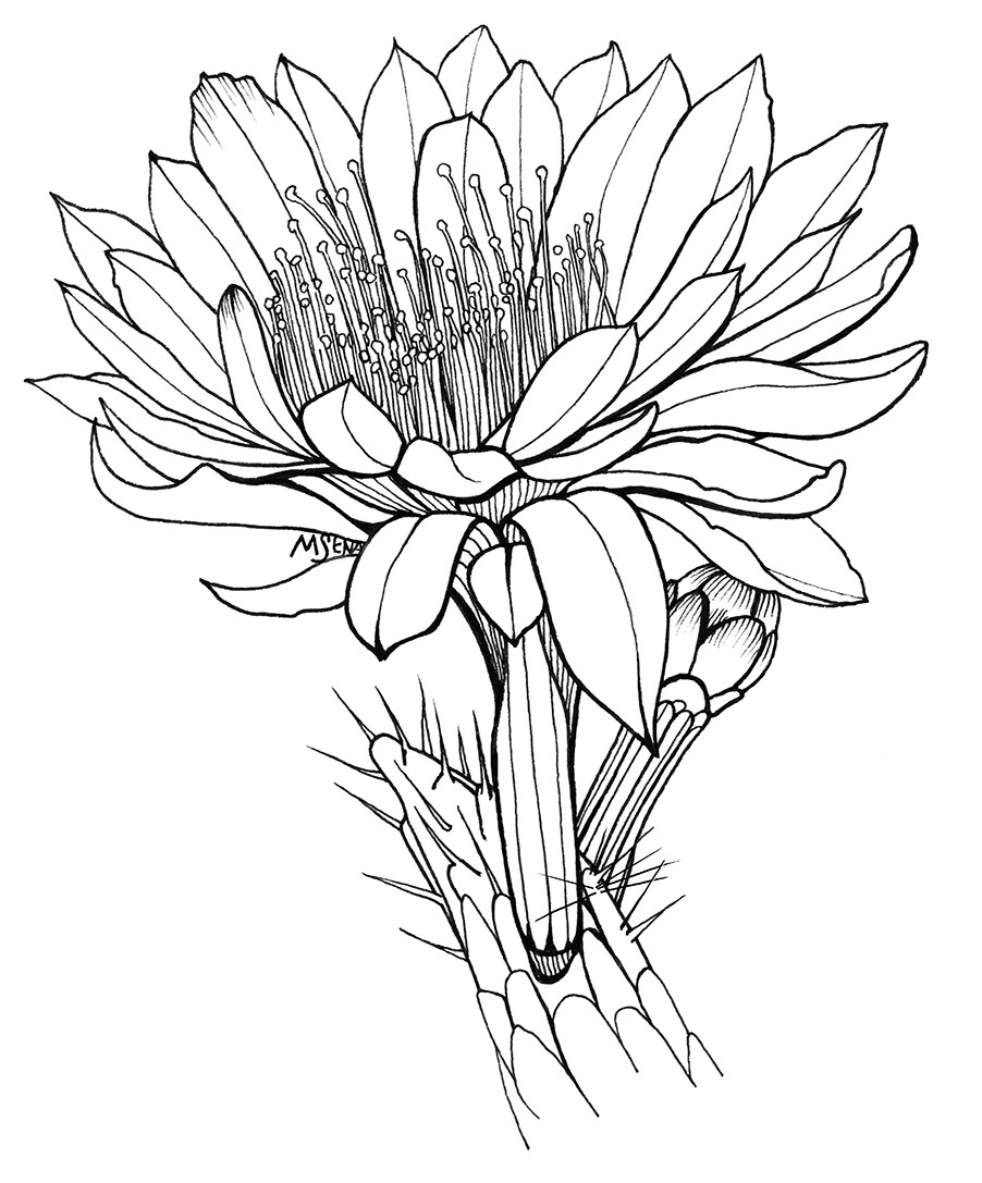 902x1087 Cactus Flower Drawing
