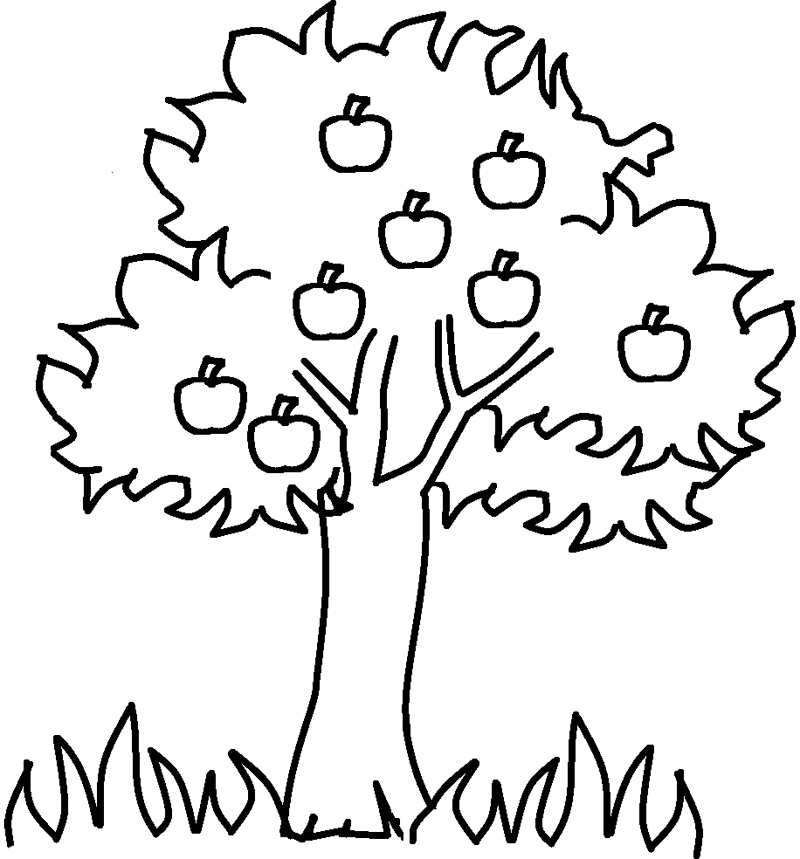 800x859 Apple Tree