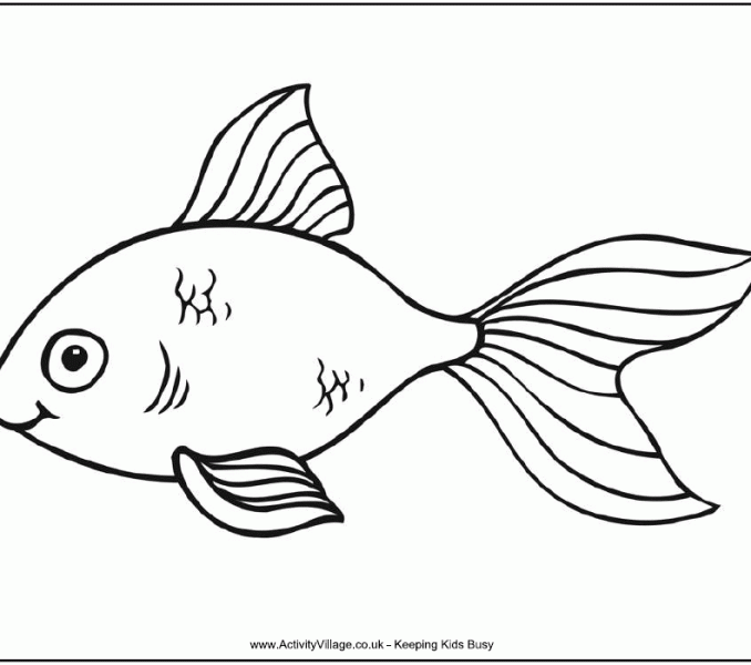 678x600 Picture Outlines Colouring Outline Pictures Of Animals