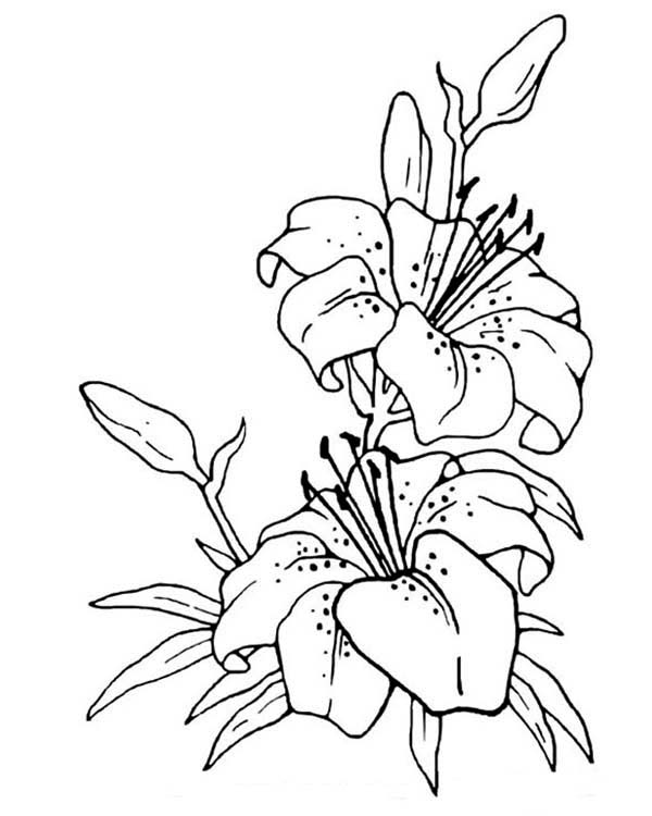 600x750 Flower Drawing Coloring Page