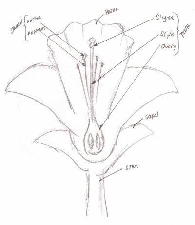 How to Draw Cartoon Flowers  Easy Step by Step Drawing Guides