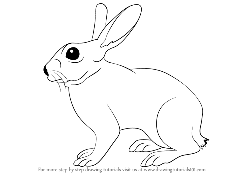 800x564 Learn How To Draw A Rabbit (Farm Animals) Step By Step Drawing