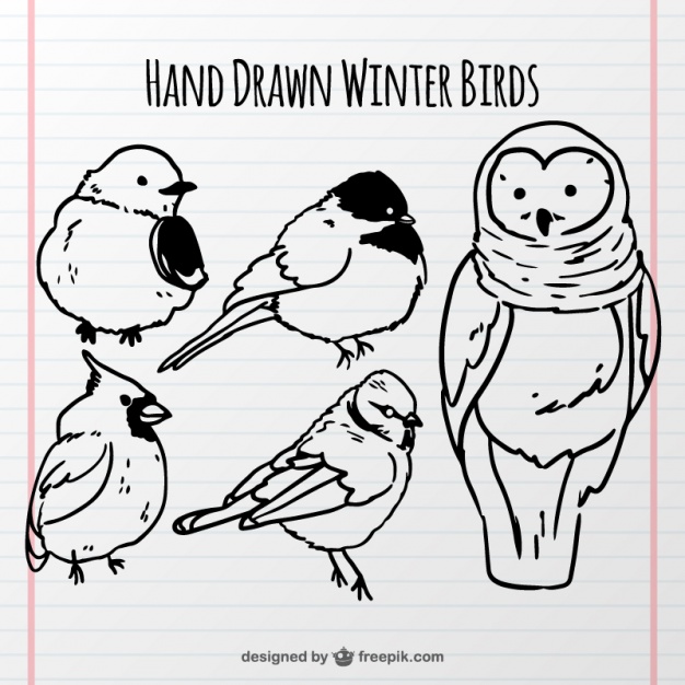 626x626 Set Of Cute Birds Sketches Vector Free Download