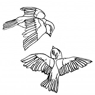 320x320 Tag For Cute Love Birds Drawings Related Pictures Birds Cute