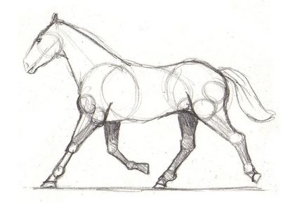 400x288 Drawing Lesson For Beginner Artists The Proportions Of A Horse