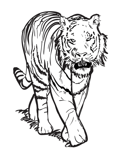 400x499 How To Draw A Tiger Sketchbook Challenge 29