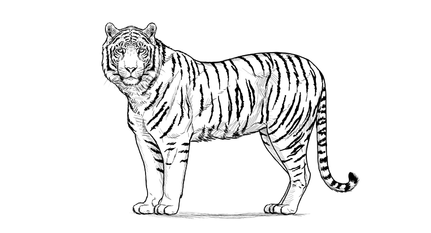 850x460 How To Draw A Tiger