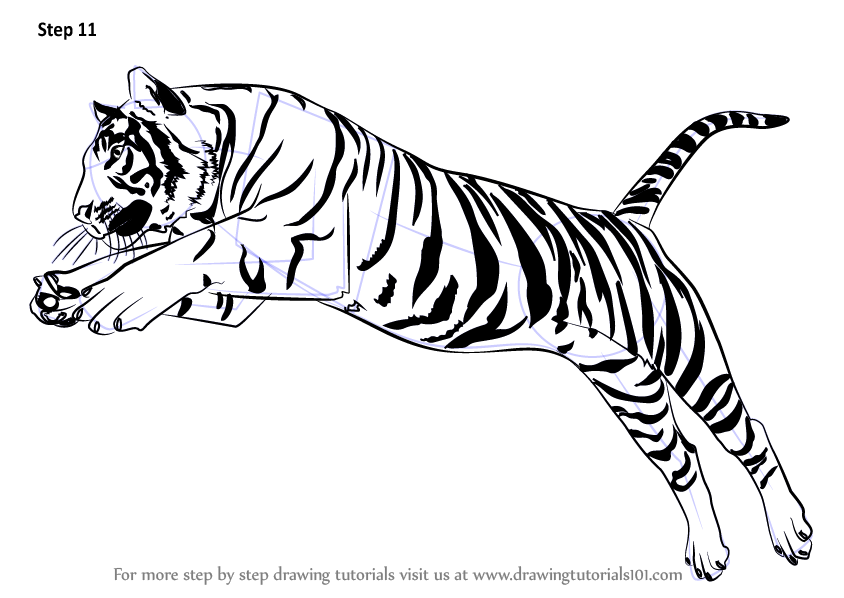 844x598 Learn How To Draw A Tiger Jumping (Big Cats) Step By Step