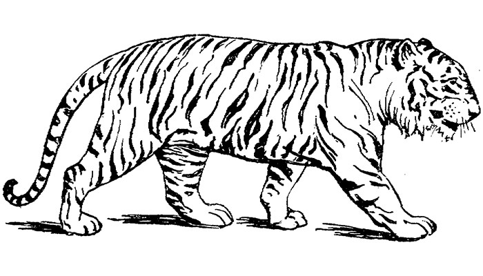 700x400 Tiger Shape Templates, Crafts Amp Colouring Pages Free
