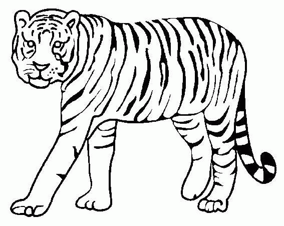 567x451 Tiger Drawing Tiger Coloring Pages Worksheet Guide