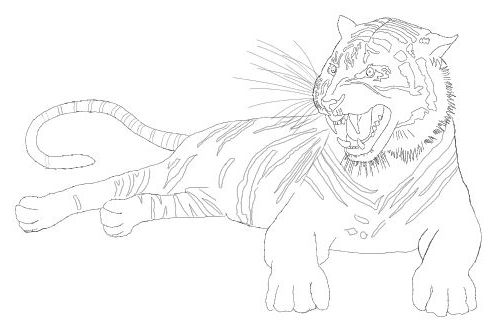 500x332 Tiger Drawing Free Drawing Lessons.