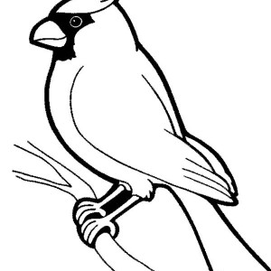 300x300 Drawing A Little Cute Bird Coloring Page Color Luna