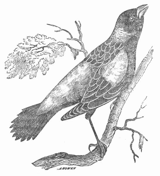 546x600 Rice Bunting Drawing