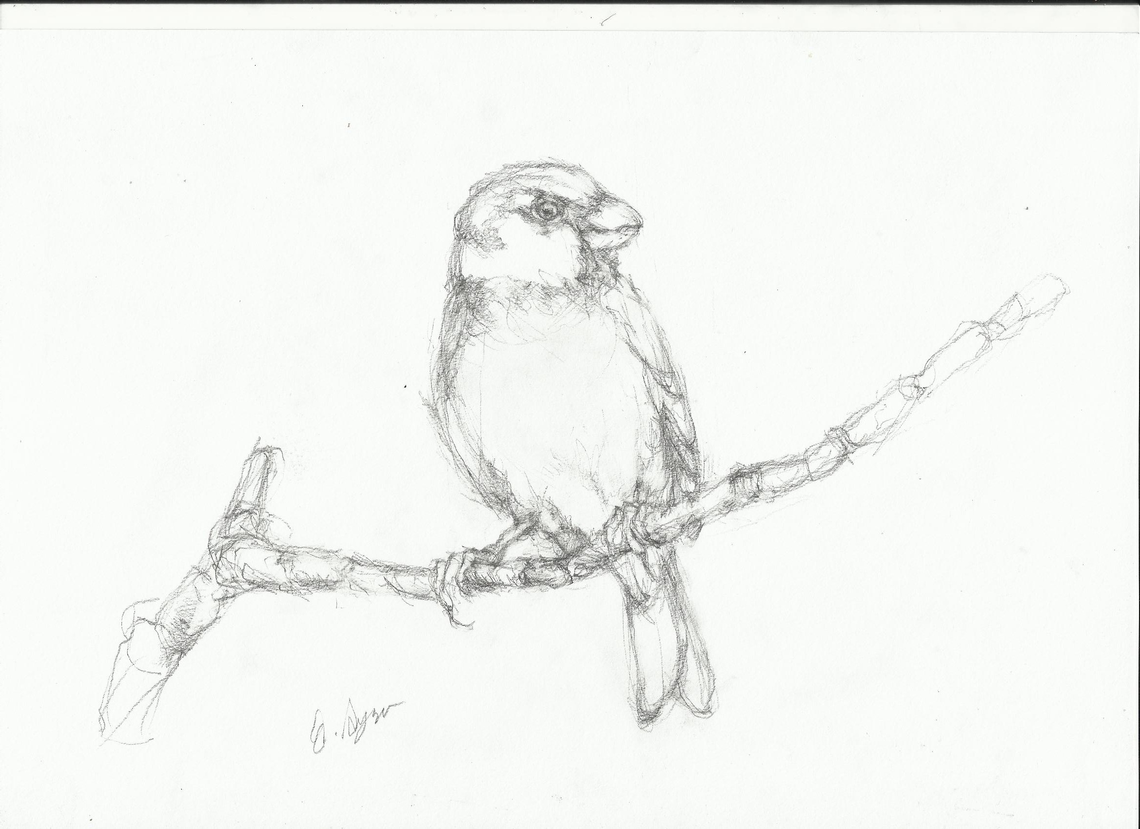 2338x1700 Sparrow Drawing Nightwithdeer