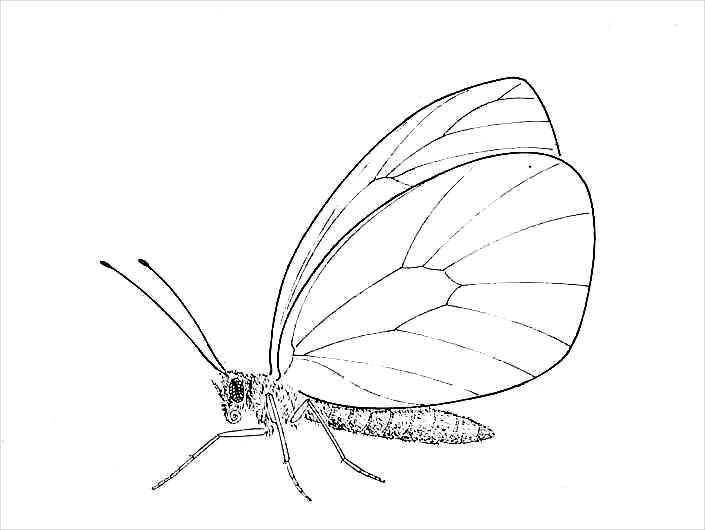 Drawing Pictures Of Butterflies