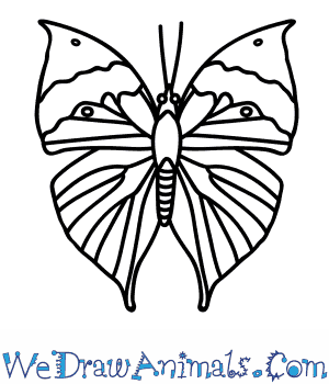 300x350 How To Draw An Orange Oakleaf Butterfly