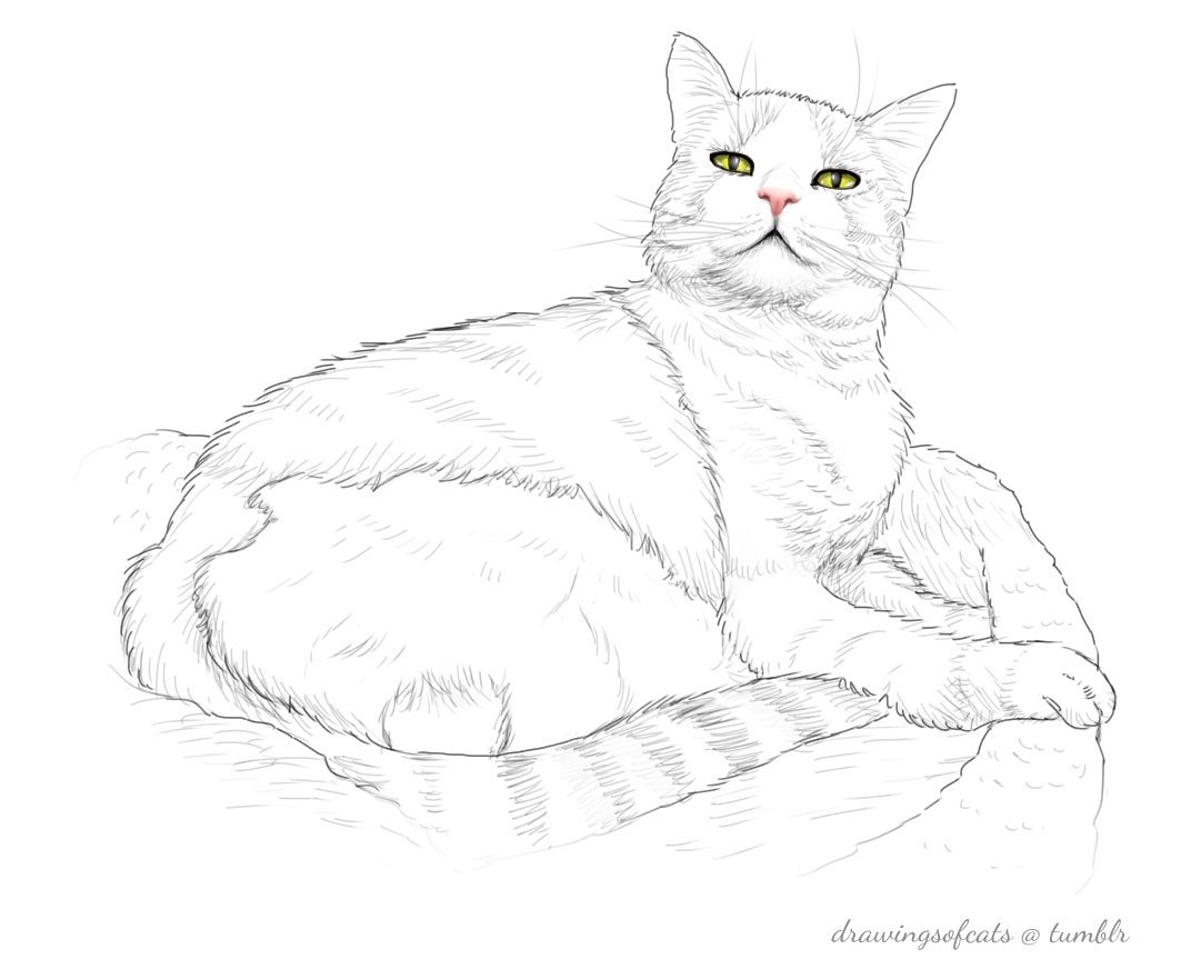 1063x881 Drawings Of Cats (@drawingsofcats) Twitter