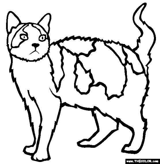 555x566 Cats Online Coloring Pages Page 1