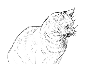 361x270 Draw And Paint Dogs And Cats