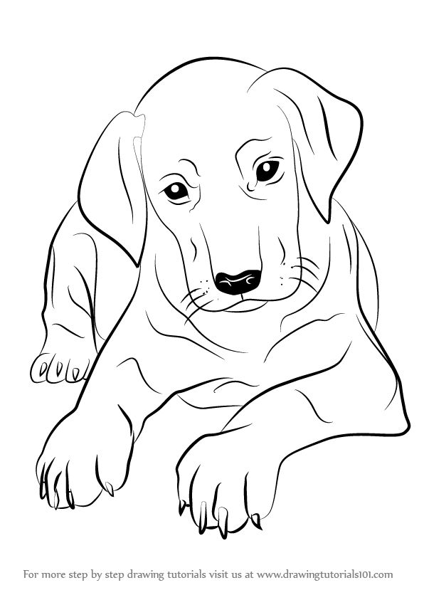 596x843 Drawing How Draw A Easy Dog Face Step By Step With How