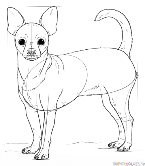 503x575 How To Draw A Chihuahua Step By Step Drawing Tutorials