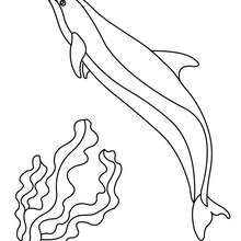 220x220 Dolphin Coloring Pages, Free Online Games, Drawing For Kids