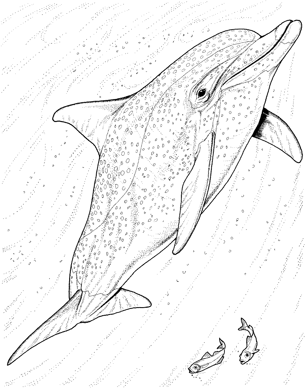 1054x1339 Free Dolphin Coloring Pages