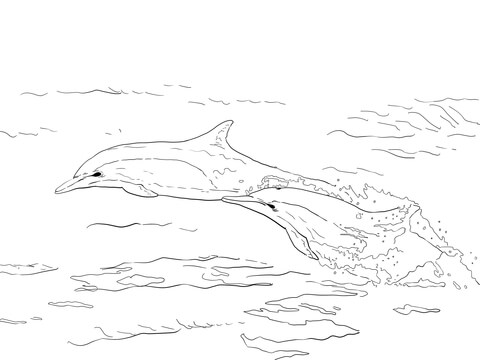 480x360 Long Beaked Common Dolphins Coloring Page Free Printable