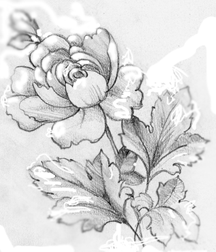 216x252 Drawn Flower Pencil Sketch