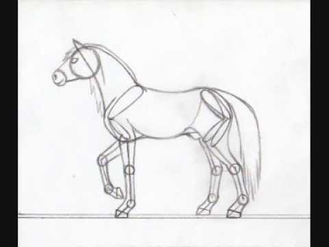 480x360 Horse Anatomy Drawing