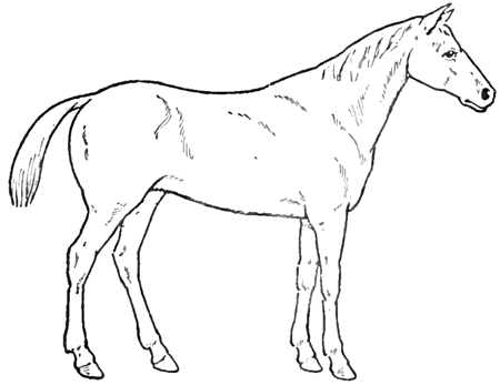 450x347 How To Draw Horses With Easy Step By Step Drawing Lessons