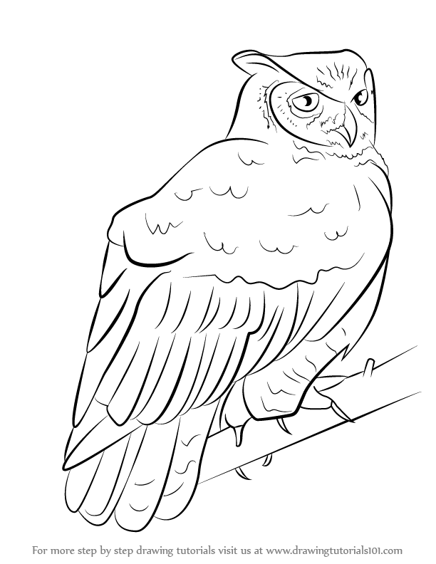 612x792 Learn How To Draw A Great Horned Owl (Owls) Step By Step Drawing