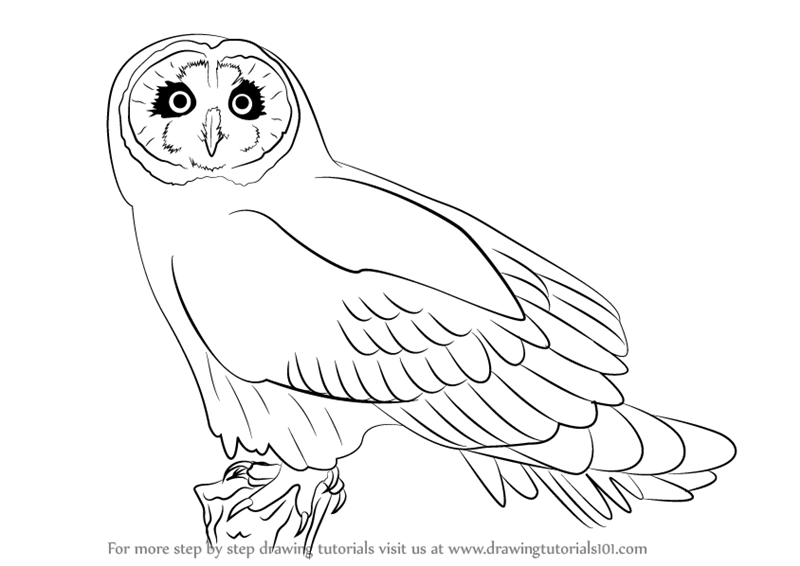 800x566 Learn How To Draw A Short Eared Owl (Owls) Step By Step Drawing