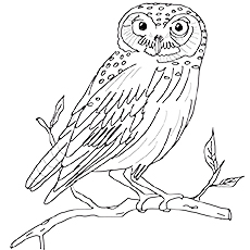 230x230 Top 25 Free Printable Owl Coloring Pages Online