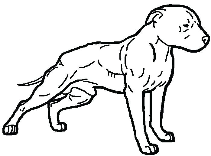 698x516 Pitbull Coloring Pages As Dog Coloring Pages Realistic Pitbull