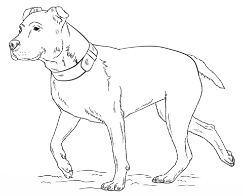 480x387 American Pitbull Terrier Coloring Page Free Printable Coloring Pages