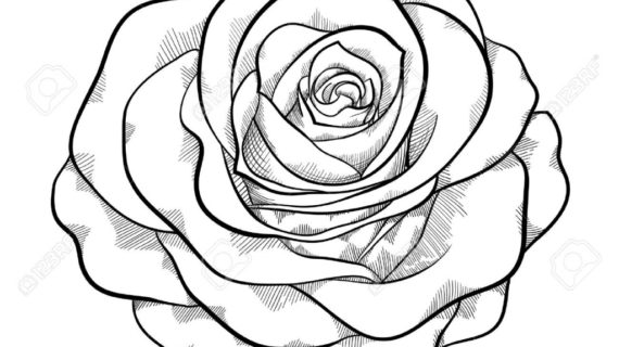 570x320 Rose Drawing Black And White Black And White Drawings Of Roses