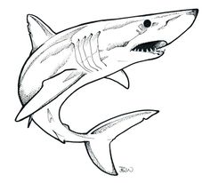 236x206 Cool Shark Drawing Drawing Shark Drawing, Shark