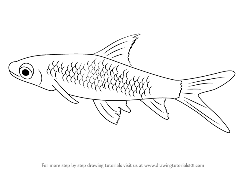 800x566 Learn How To Draw A Silver Shark (Sharks) Step By Step Drawing