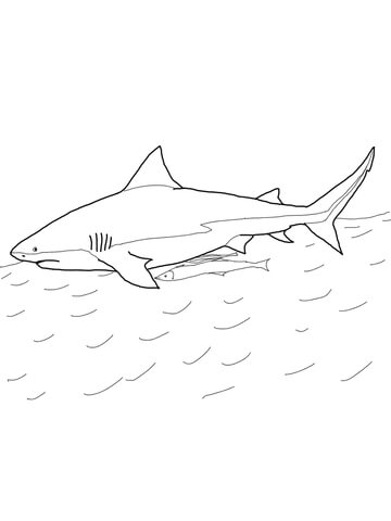 360x480 Bull Shark Coloring Page Free Printable Coloring Pages